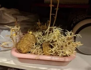 Buzdolabının kapağını açtı! Gördükleri karşısında şaştı kaldı...
