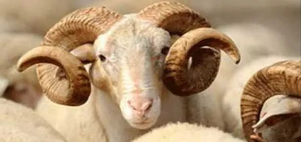 Kurban Bayramı tatili kaç gün olacak?