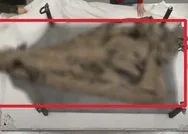 130 dişli canavar bulundu! Bilim dünyasının ağzı açık kaldı