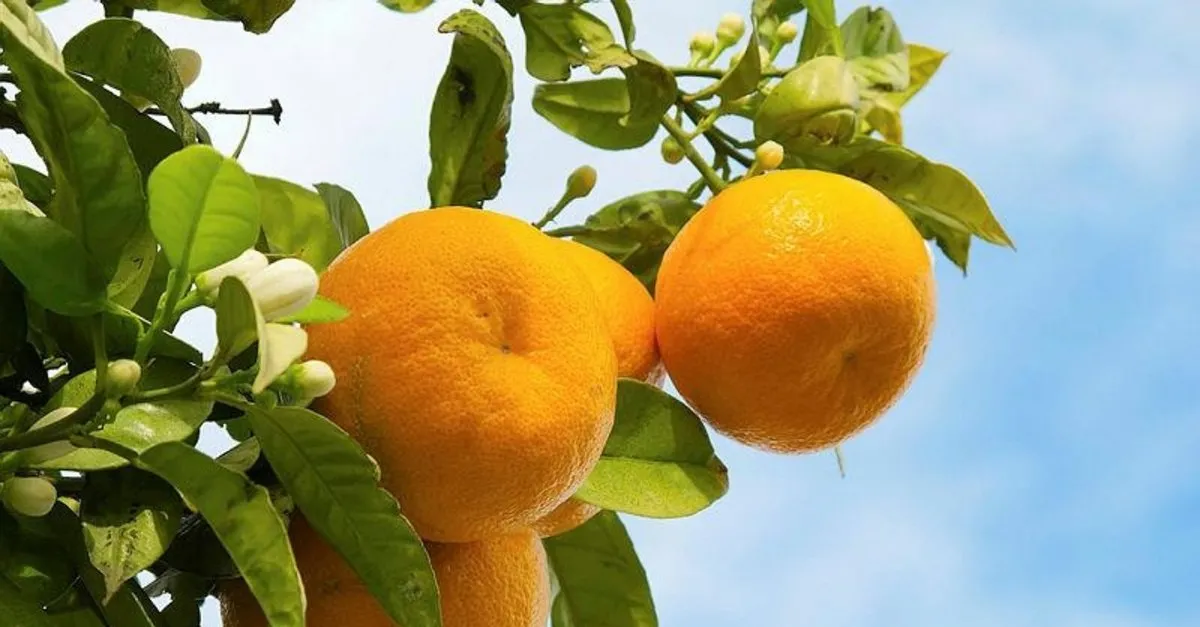 yüksek tansiyon ile mandalina yemek mümkün mü hipertansiyon için tercih edilen ilaçların listesi