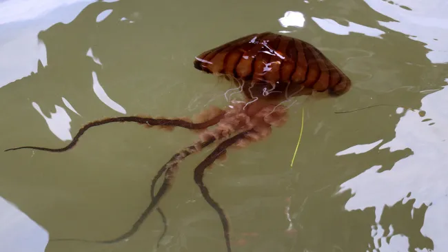 marmara-denizine-girenler-dikkat-gorulmeye-baslandi-uzmanlar-alarm-veriyor-1720019370104.jpg ALARM VERİLDİ: Görülmeye başlandı! Marmara denizine girenler dikkat!-4