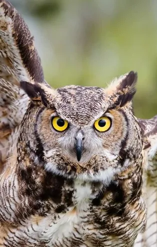 Rüyada baykuş görmek ne anlama gelir?