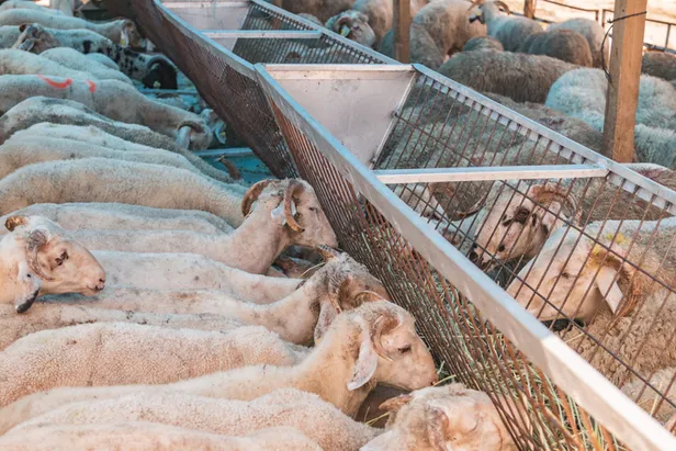 Kurban Bayramı ne zaman 2021, hangi gün? Kurban Bayramı tatili 9 gün mü olacak?-2