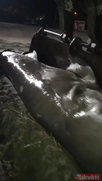 Görenler şoke oldu! İzmir'de karaya vurdu - 6