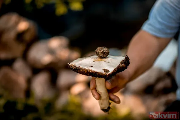 Köpekler buluyor! KİLOSU 72 BİN TL! Siz de toplayıp para kazanabilirsiniz! Türkiye'de 225 kilo bulunuyor! - 4