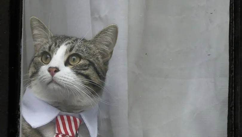 Julian Assange ne kadar ceza alacak? - 6