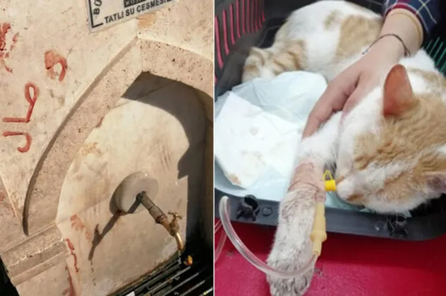 Konya'da akıl almaz olay! Kediye önce işkence yapıp...