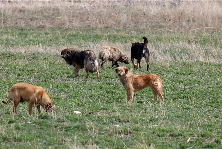 Başıboş köpek sorunu nasıl çözülecek?