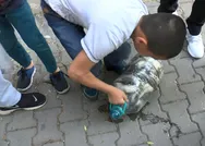 Küçükçekmece Gölünde ölü balıklar kıyıya vurdu, İBB yine suskunları oynadı!