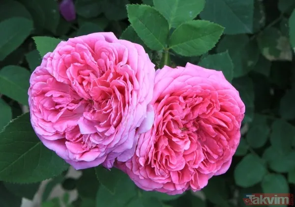 Tayland Ve Brezilya Merkezli Yürütülen Yeni Bir Klinik Çalışma, Şam Gülü (Damask Rose) Kök Hücrelerinden Elde Edilen Eksozomların, Kafa Derisindeki Renk...