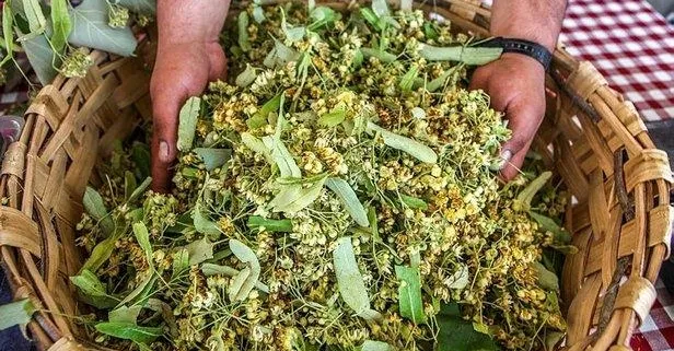 Ihlamur 200 liraya çıktı