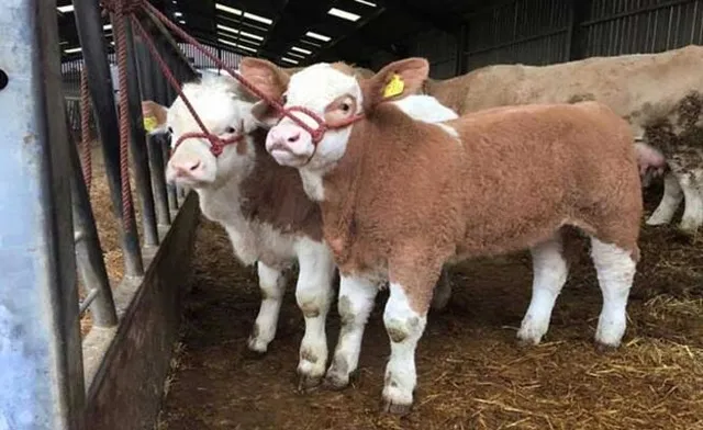 2018/2 Buzağı desteklemesi yattı mı, ödendi mi? Buzağı destek ödemesi ne kadar?-2