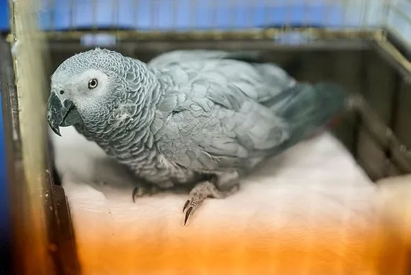 Mazhar Alanson'dan papağan sitemi!-2