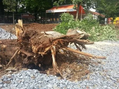 CHP’li belediye’den ağaç katliamı!