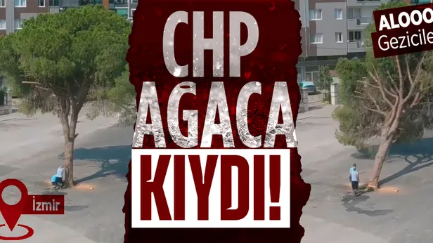 CHPli İzmir Büyükşehir Belediyesinden katliam: Yarım asırlık ağacı kestiler