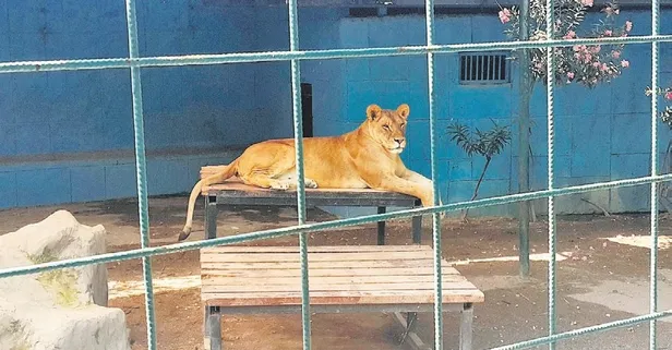 Hayvanat bahçesinde dehşet anları! Küçük çocuk kafesine girdiği aslan tarafından saldırıya uğradı