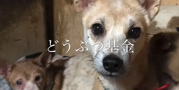 Japonya'da bir ailenin 30 metrekarelik evde 164 köpek ile yaşadığı tespit edildi-5