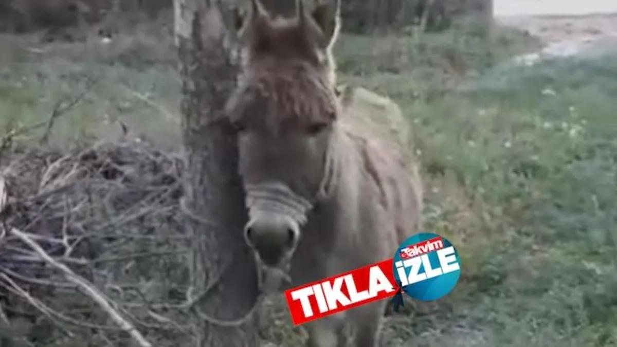 İZLE I Kayseri'de eşek eşekliğini yaptı! Yolda yürüyen kadına saldırdı