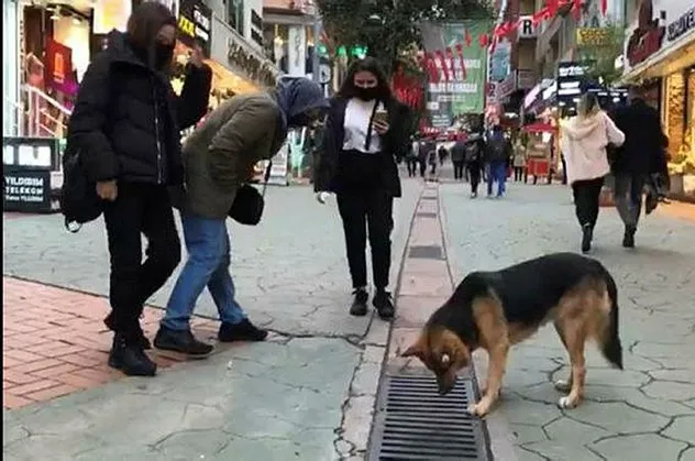 İzmit'te şaşırtan görüntü: Mazgala bakan köpek ilgi odağı oldu
