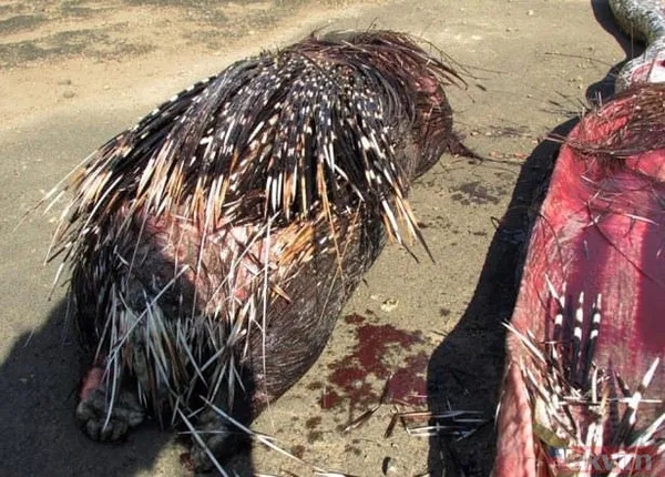 Duvarın içinden gelen seslerden ilallah etti sonunda paramparça etti! Gördükleri karşısında kalbi yerinden çıkacaktı - 17