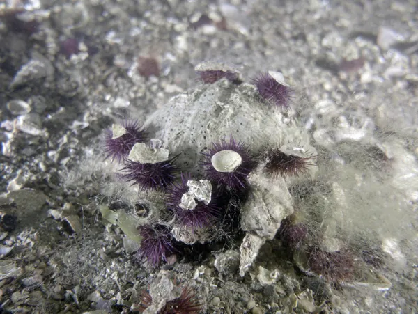 marmara-denizinde-yeni-tehlike-kacak-denizkestanesi-avciligi-deniz-ekosistemine-ciddi-zarar-veriyor-1656314387477.jpg Marmara Denizi'nde yeni tehlike! Kaçak denizkestanesi avcılığı deniz ekosistemine ciddi zarar veriyor-4