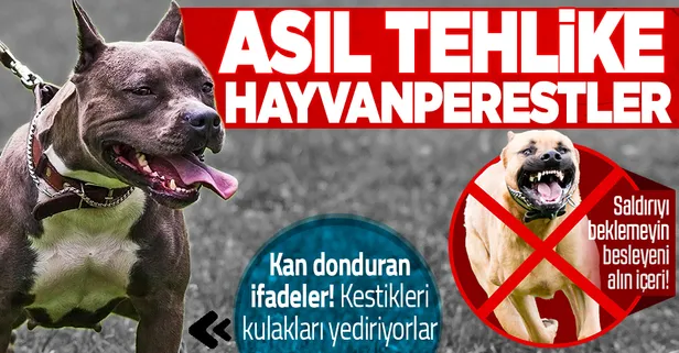 ‘Yasaklı ırk’ köpek sahipleri silah alamıyor saldırgan köpek yetiştiriyor: Kestikleri kulakları yediriyorlar!