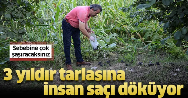 Tarlasını domuzlardan saç kılıyla koruyor