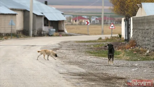 'Köpekperest' provokasyonda FETÖ izi! Başrolde başıboş tetikçi Cevheri Güven: Mama lobisine taktik, küstah tehdit - 15