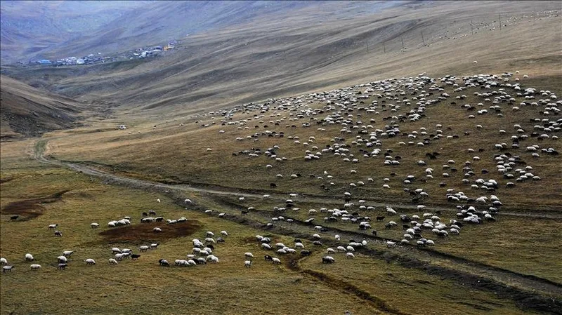 200-basin-altindaki-isletmelere-mujde-2025-hayvancilik-destek-sartlari-belli-oldu-1738778752596.jpg 200 başın altındaki işletmelere müjde! 2025 hayvancılık destek şartları belli oldu-4