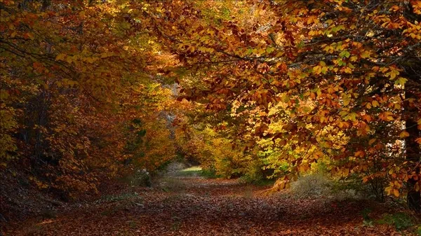 en-guzel-sonbahar-sozleri-sonbaharla-ilgili-romantik-sozler-arkadasa-sevgiliye-sonbahar-mesajlari-1600756189717.jpg En güzel sonbahar sözleri! Sonbaharla ilgili romantik sözler! Arkadaşa sevgiliye sonbahar mesajları!-2