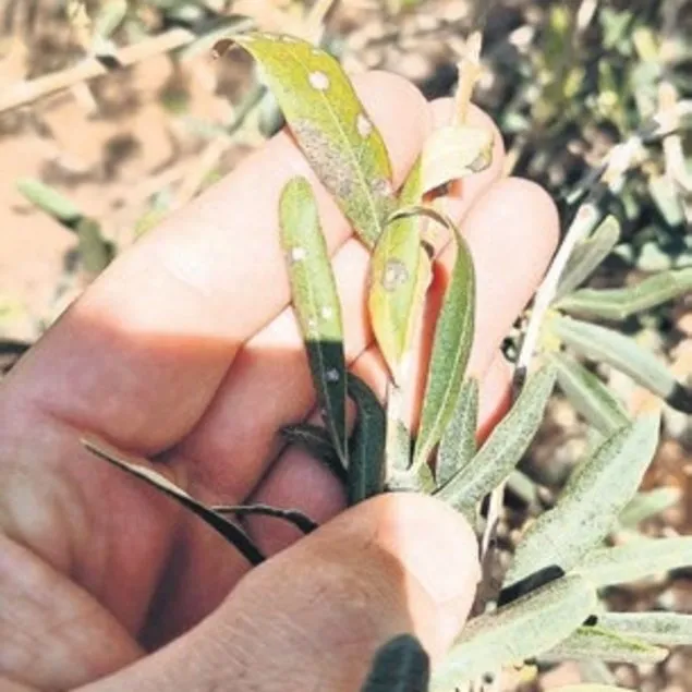 Manisalı zeytin üreticilerine uyarı!
