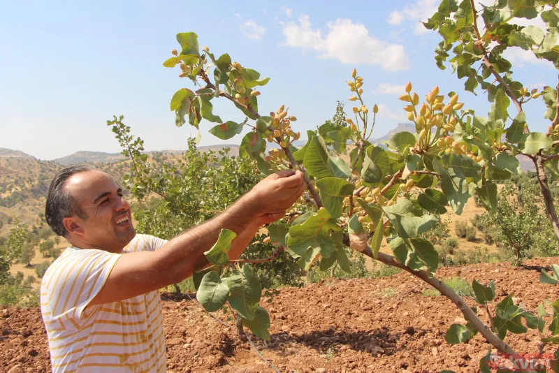 Bir dönem PKK'nın yuvalandığı Gabar ve Cudi dağlarında artık terörist değil fıstık yetişiyor