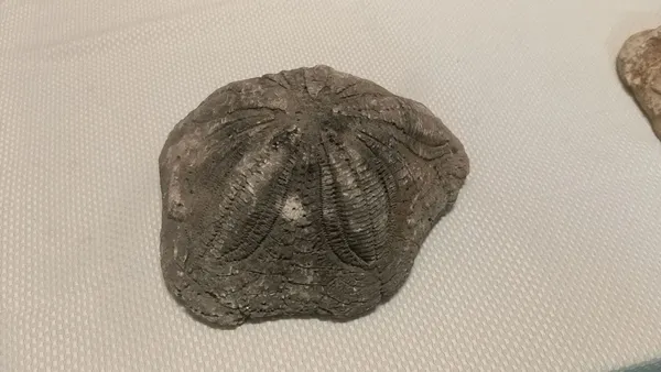 6-milyon-degerinde-denizyildizi-fosilleri-ele-gecirildi-1611595185283.jpg 6 milyon değerinde denizyıldızı fosilleri ele geçirildi-3