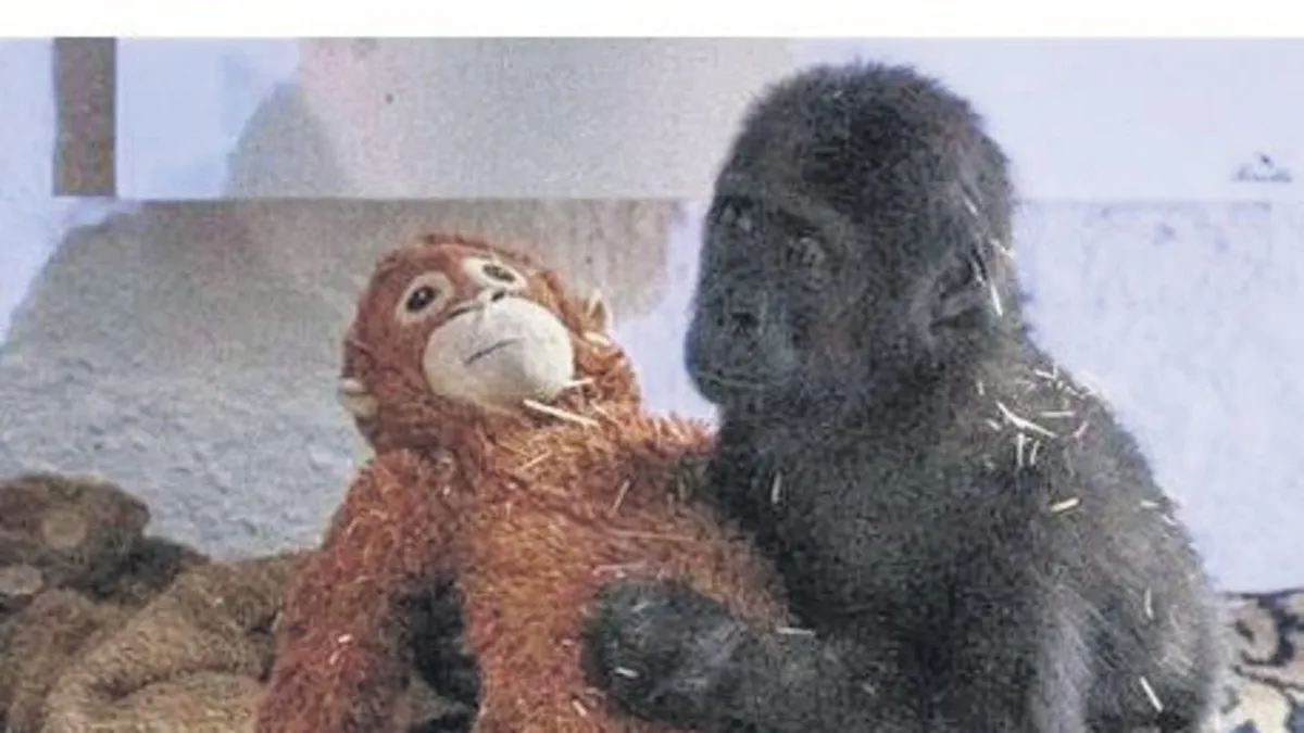 Zeytin bizimle kalıyor