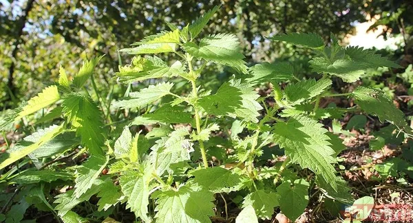 Ayrıca, Isırgan Otunun Suyu Sıkılarak Da Tüketilebilir.
