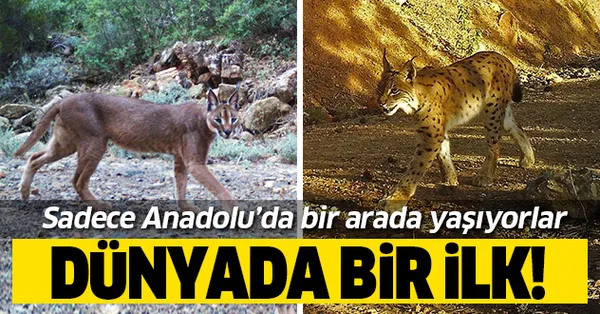 dunyada bir ilk iki vahsi kedi anadolu da bir arada yasiyor takvim