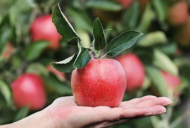 Romatizmanın ilacı: Elma