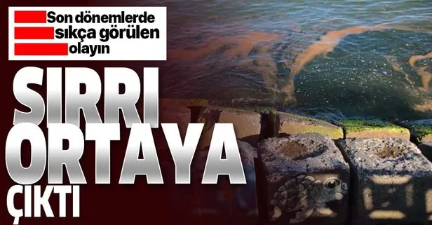Marmara Denizi’nin Tekirdağ sahilinde plankton çoğalması deniz  suyunun rengini değiştirdi