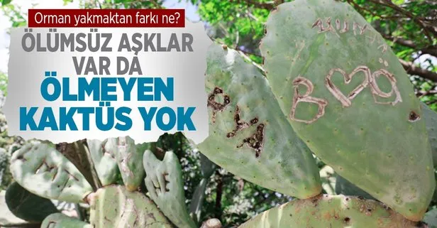 Kafaya bak! Aşkları ölümsüz olsun diye Antalya Olimpos Antik Kenti’nde Opuntia türü kaktüslere isimlerini yazıp şekil çizdiler