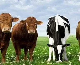 2020 yılı Ziraat Bankası sıfır faizli koyun ve hayvancılık kredisi başvuru şartları nedir? Faizsiz hayvan kredisi nasıl alınır?