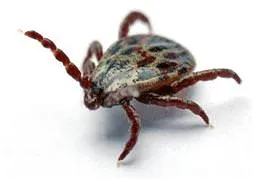 Kene’nin yeni kurbanı Merzifon’dan