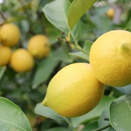 Limon ithalatına yeni vergi düzenlemesi: Fahiş artışa izin yok