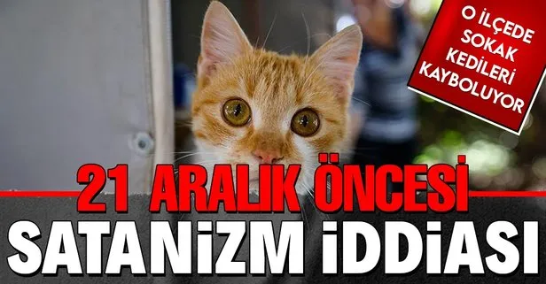 21 Aralık öncesinde Muğla Marmaris’te sokak kedilerinin ortadan kaybolması satanizm iddialarını gündeme getirdi