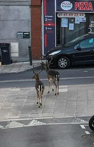 Fransa’da halk karantinaya çekilince caddeler geyiklere kaldı