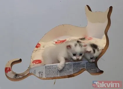 Van Kedi Villası’nda 100 yeni Van kedisi dünyaya geldi