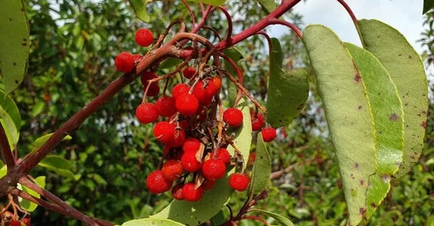 Kelliğe sandal ağacı etkisi