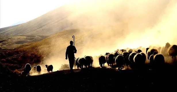 Türkiye’de 2021 yılında 3 bin 200’ün üzerinde çobana sertifika verildi