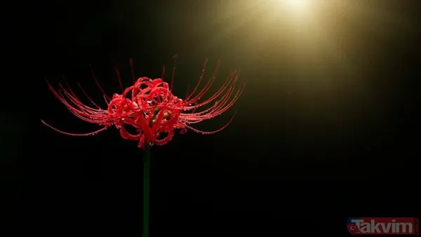 (Kaynak: Takvim Foto Arşiv)