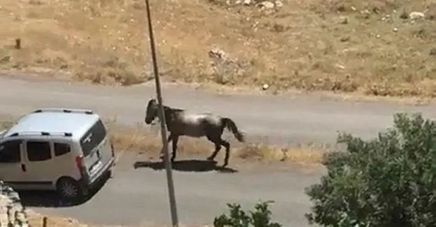 Elazığ’da tepki çeken görüntüler: Atı aracın arkasına bağlayıp koşturdu