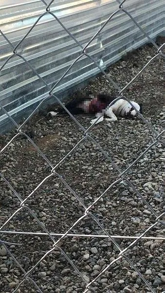 Çanakkale'deki vahşeti unutan CHP'lilerden skandal eylem!